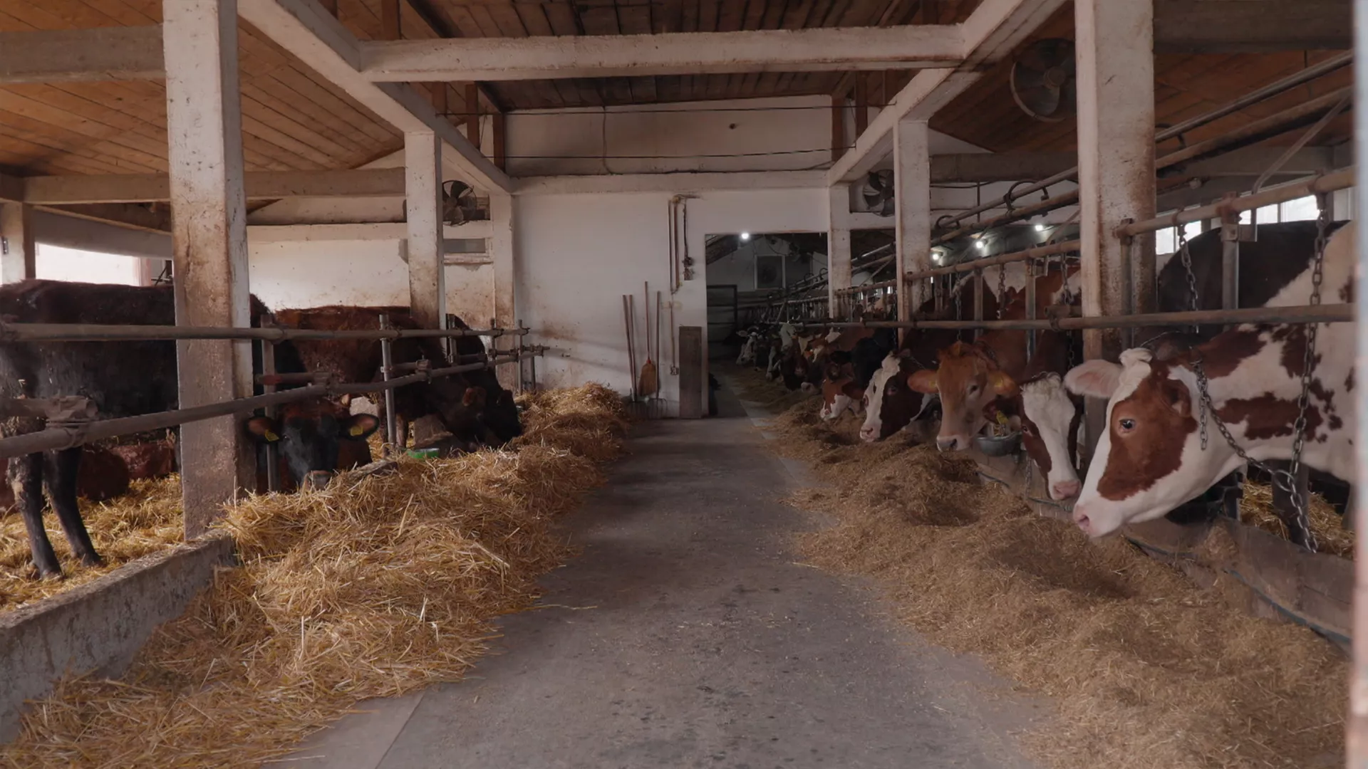 Veterinarska misija: Produkcija – Reprodukcija, 6. epizoda (Andrej Šepetkovski)
