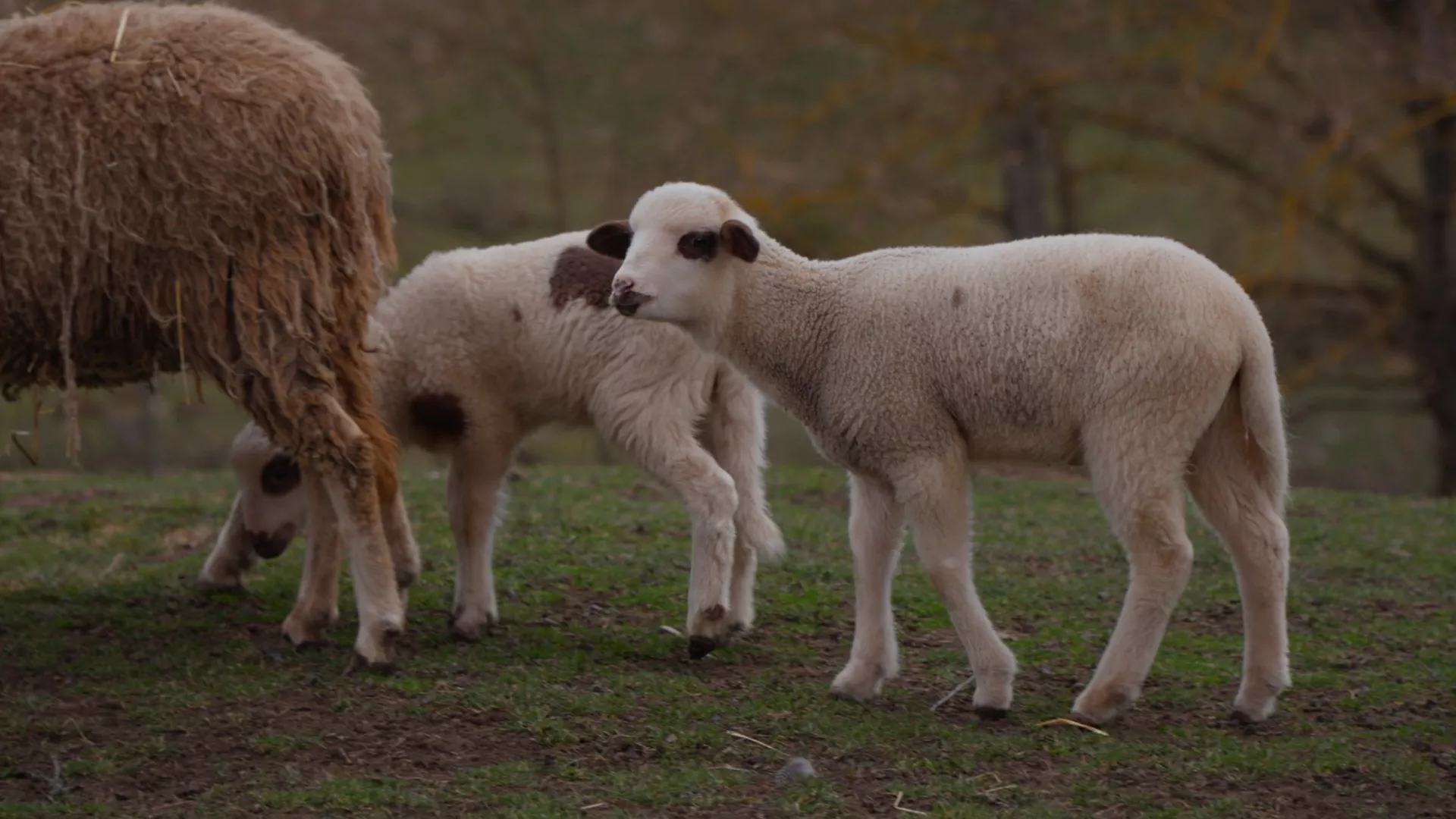 Veterinarska misija: Veterinarska „Potera“, 8. epizoda (Dušan Macura i Milan Bukvić)