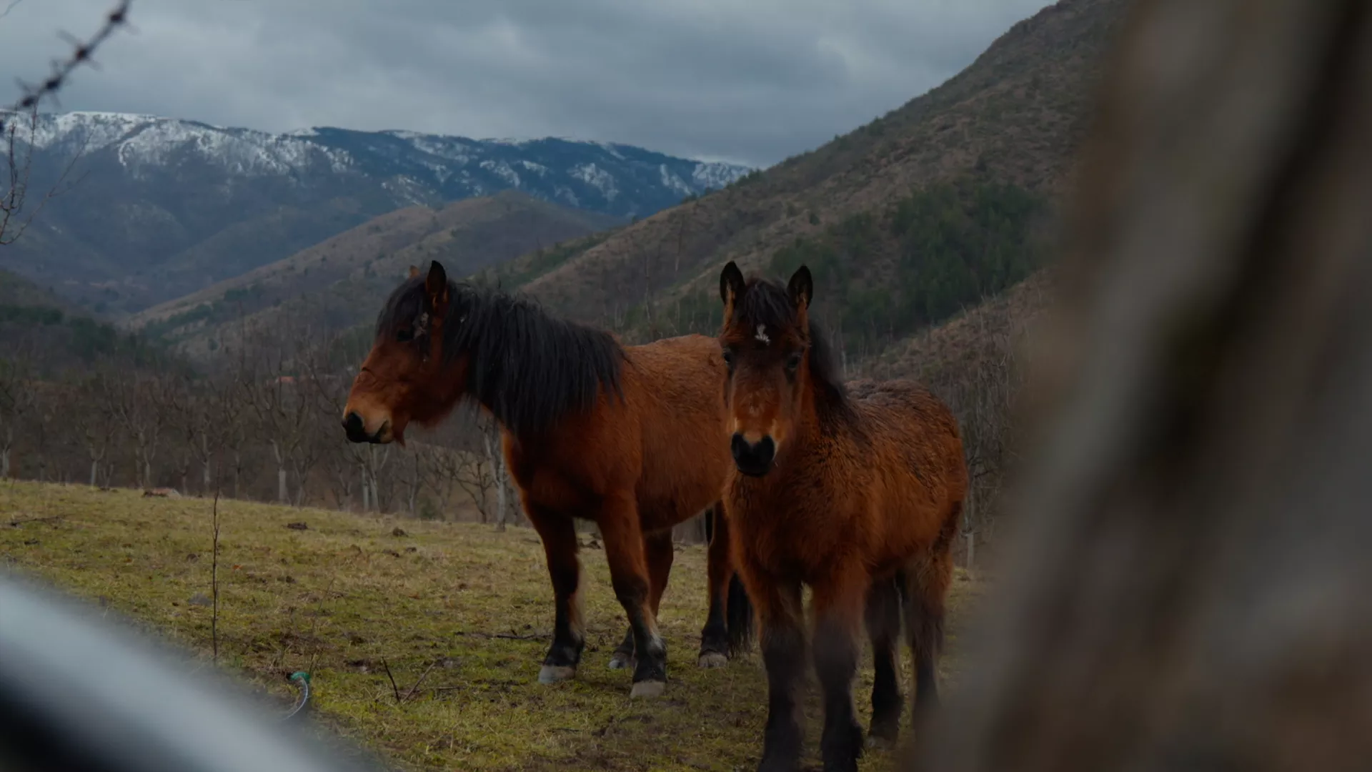 Veterinarska misija: Stolovima u pohode, 10. epizoda (Aleksandar Srećković Kubura)