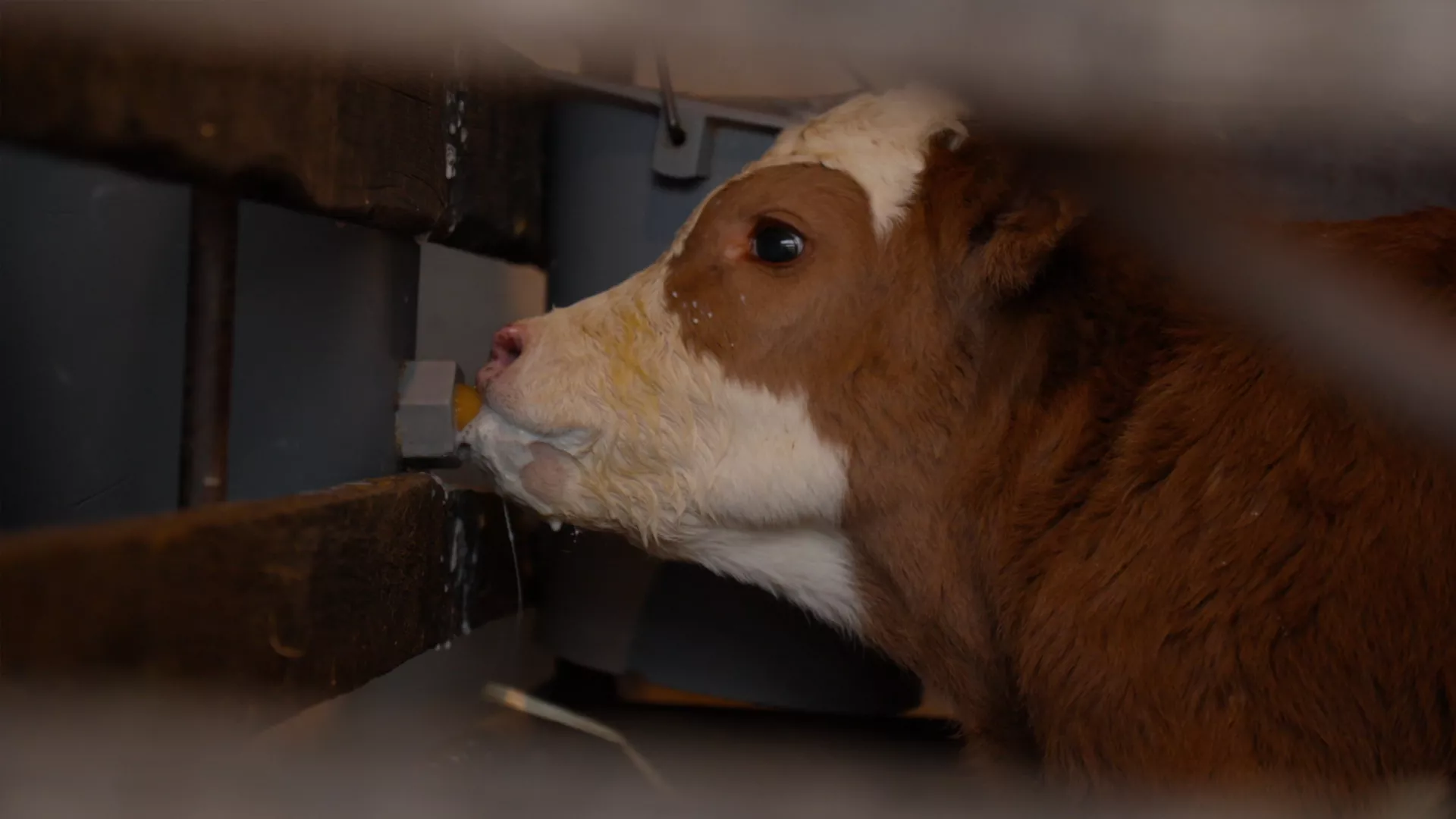 Veterinarska misija: Agencija za veterinu, 11. epizoda (Katarina Marković)