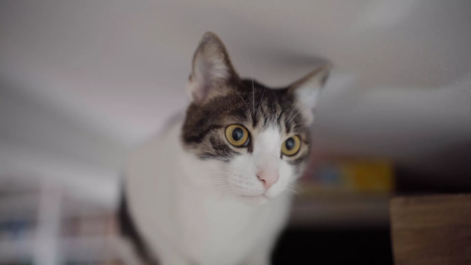 Veterinarska misija: Veterinarsko pozorište, 13. epizoda (Stevan Piale, Ljiljana Stjepanović)