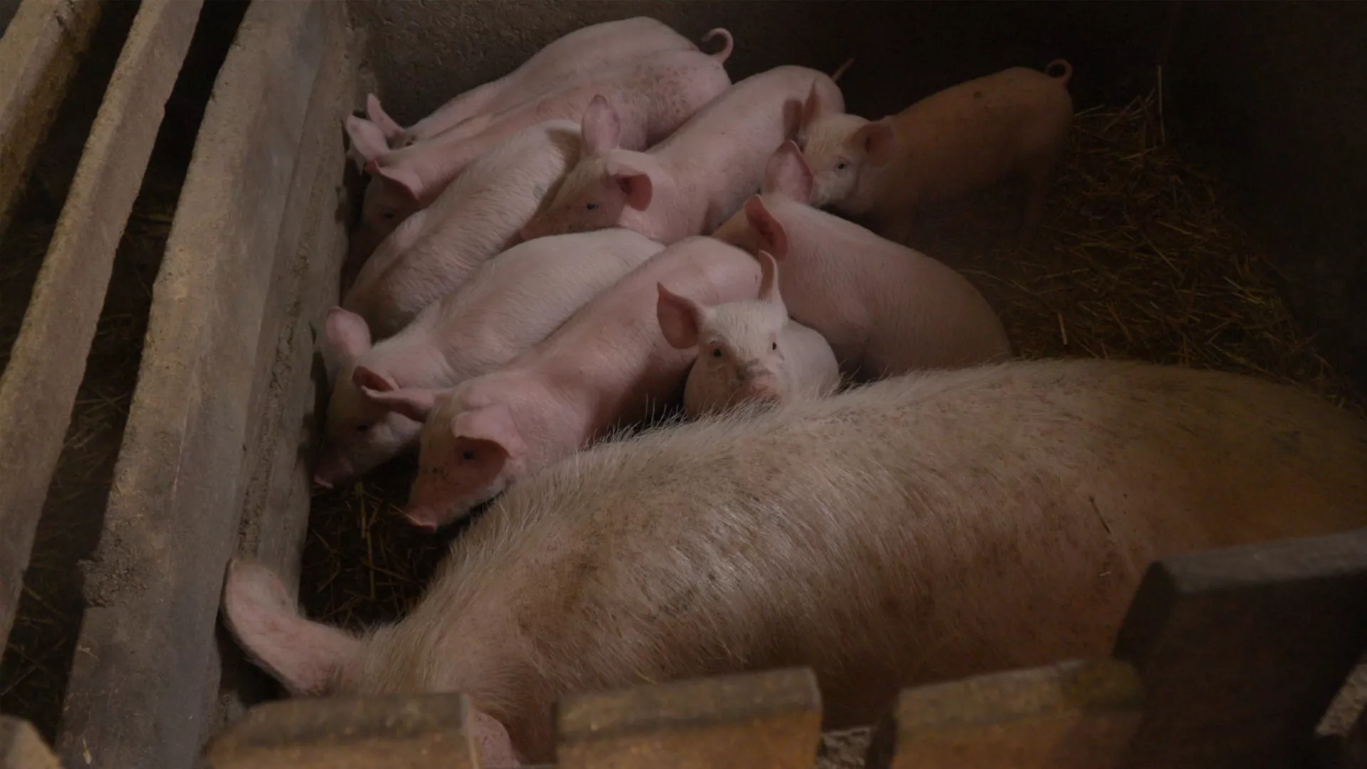 Veterinarska misija: Veterinarski servis, 17. epizoda (Marko Gvero)