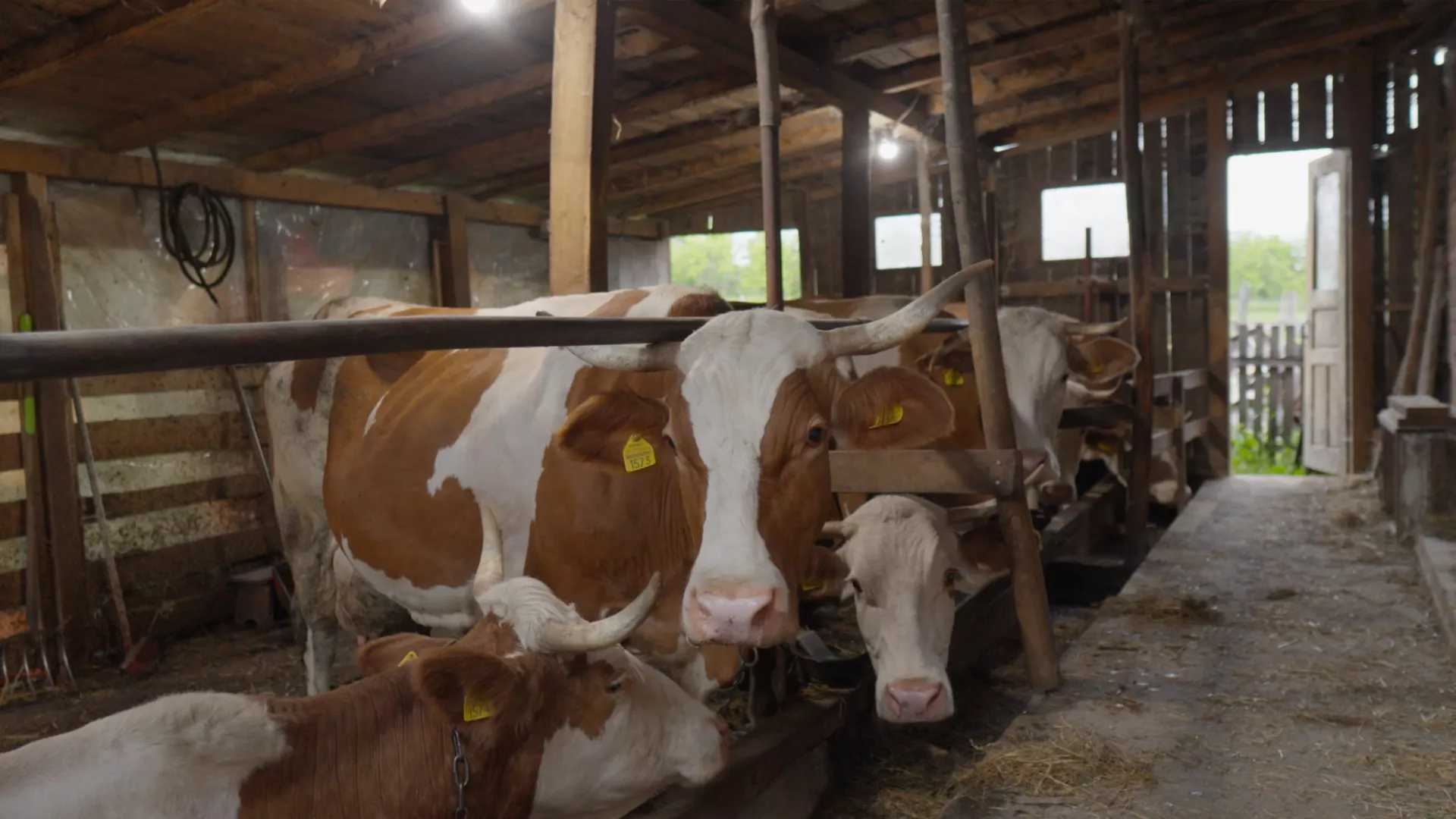 Veterinarska misija: Stolovima u pohode 2. deo, 19. epizoda (Aleksandar Srećković Kubura)