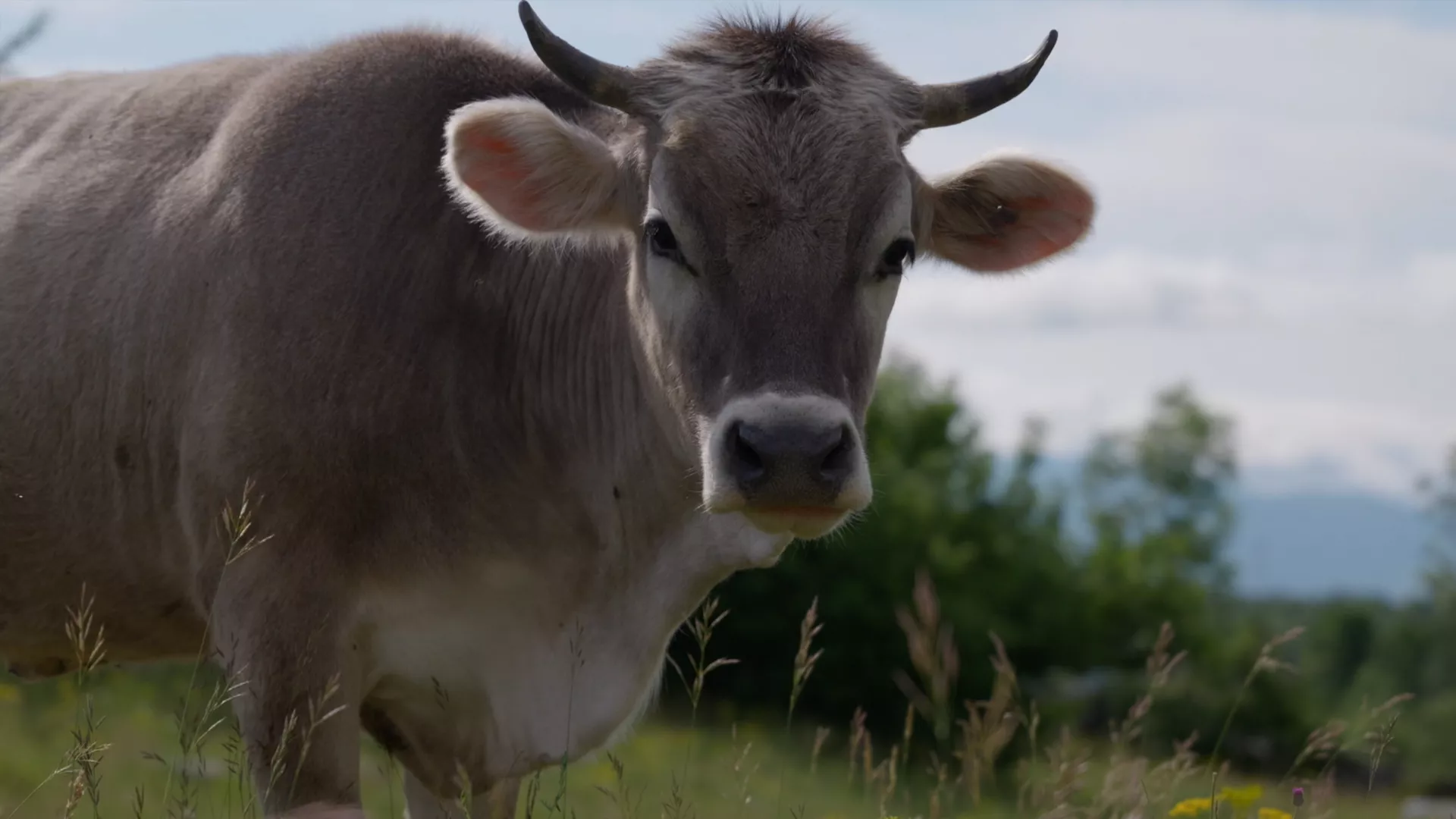 Veterinarska misija: Stazama gatačke buše, 2. deo