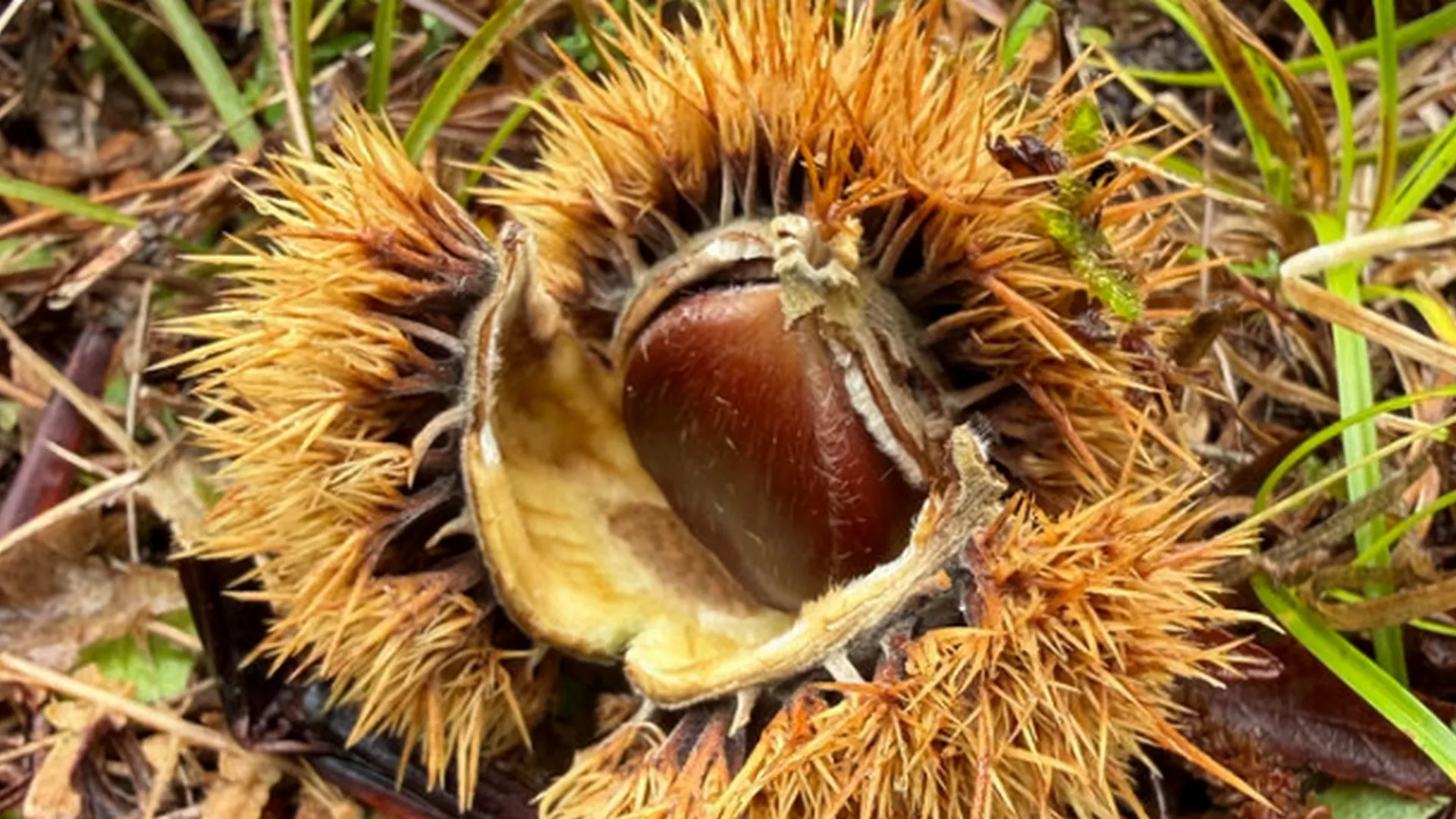 Hoću da znam - Jesen iz ugla biologa