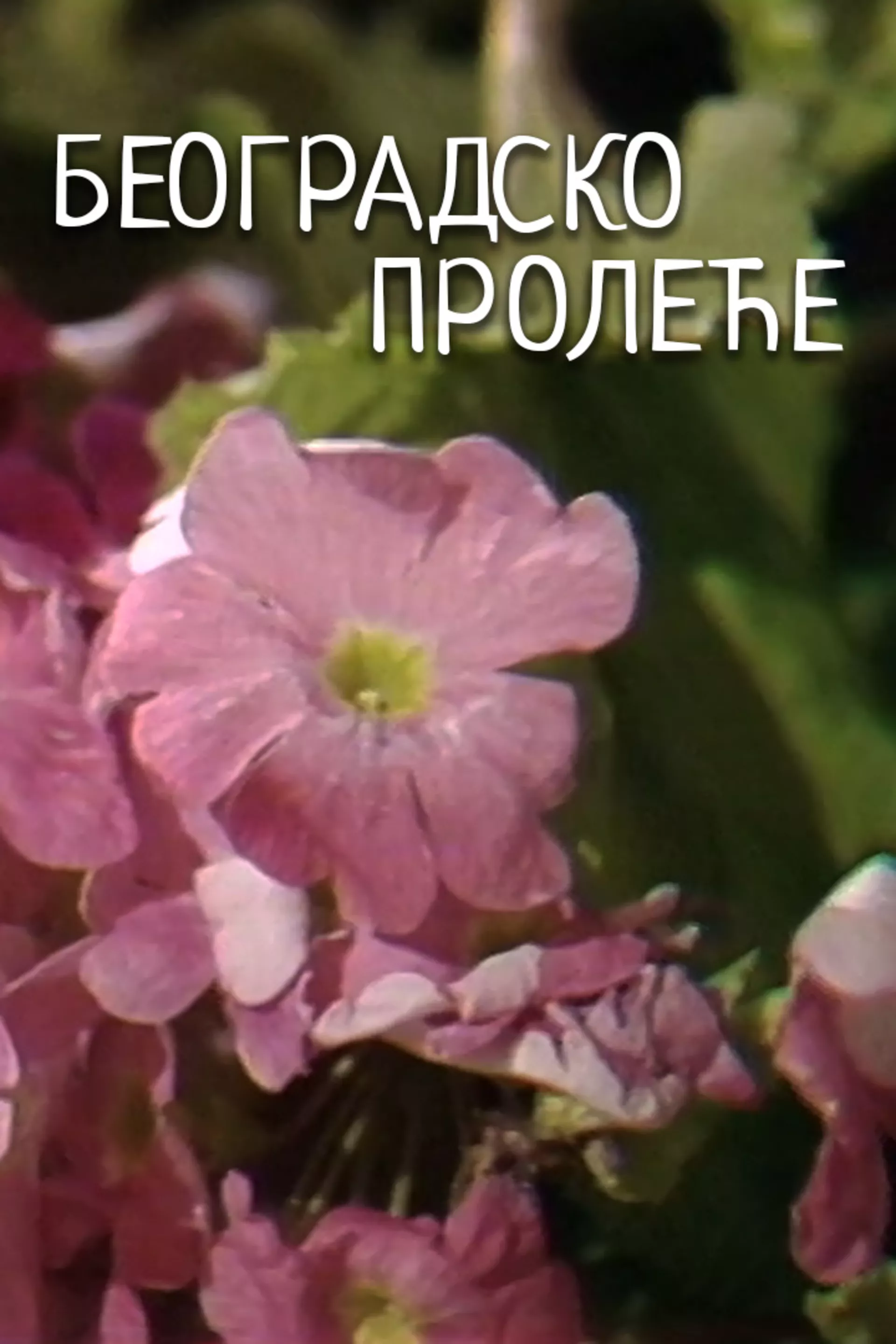 Београдско пролеће