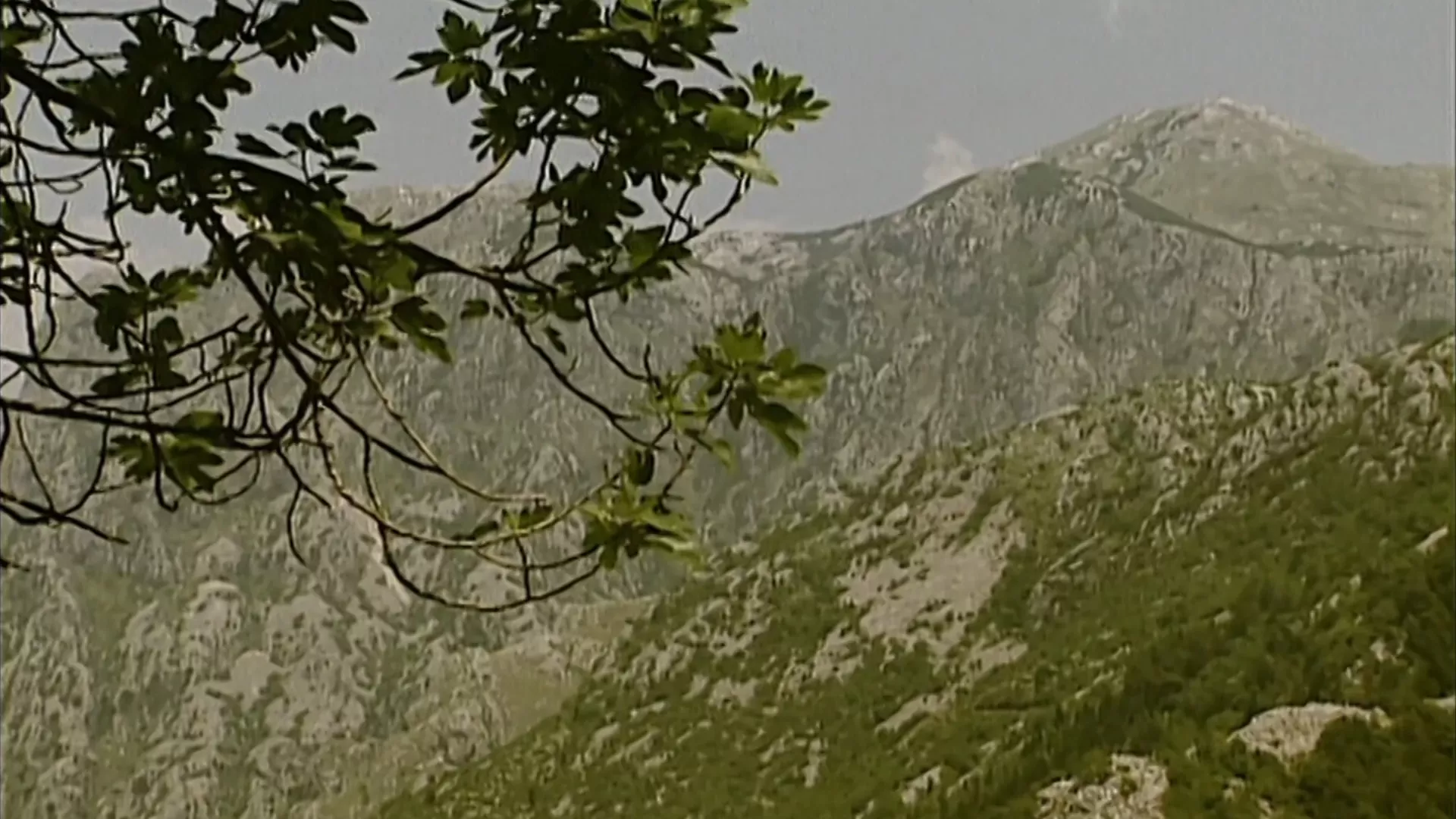 Romansirana botanika