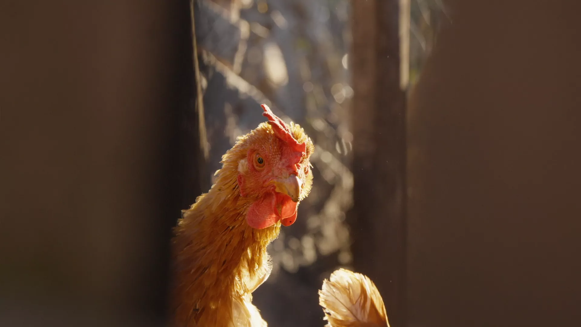 Veterinarska misija: Zvuk koji je probio planine, 7. epizoda (Danijela Veselinović)